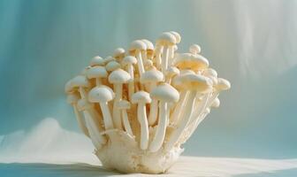 AI generated White Shimeji mushrooms on white background. Shimeji mushrooms photo