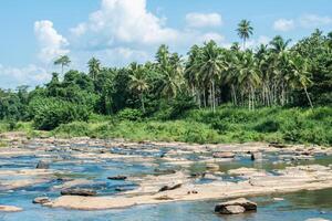 Scenery view of the nature landscape in Pinnawala village, Sri Lanka. Pinnawala has the largest herd of captive elephants in the world. photo