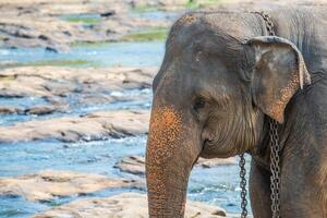 Head shot of wild Asian elephant in Pinnawala village of Sri Lanka. Pinnawala has the largest herd of captive elephants in the world. photo