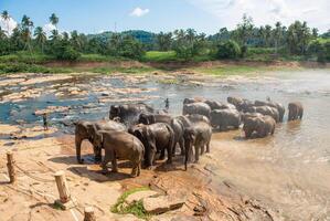 Elephant Orphanage in Pinnawala is nursery and captive breeding ground for wild Asian elephants in Sri Lanka. photo