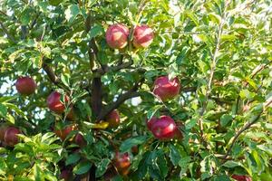 pila de rojo manzanas en el jardín foto