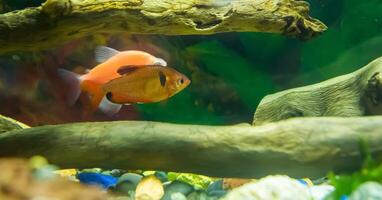 pescado en acuario, acuario con pez, pescado nadando en acuario foto