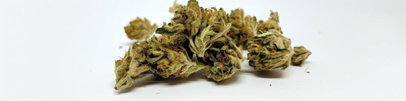 AI generated Cannabis buds on white background photo