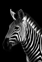 AI generated A monochrome photo of a zebra with a black background