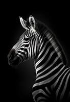 AI generated A monochrome photo of a zebra with a black background