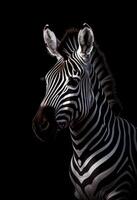 AI generated A monochrome photo of a zebra with a black background