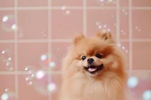 ai generado pomerania perro con muchos jabón burbujas volador alrededor, rosado baño loseta fondo, mascota aseo negocio foto