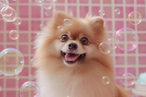 ai generado pomerania perro con muchos jabón burbujas volador alrededor, rosado baño loseta fondo, mascota aseo negocio foto