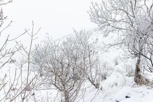 foggy landscape with snow, snow covered trees, cold winter scenery photo