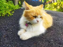 angora gato es acostado abajo foto