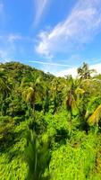 volo attraverso il lussureggiante tropicale foresta pluviale nel Tailandia video