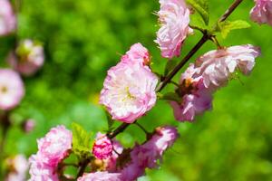 green nature in spring, spring scenery photo