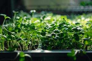 AI generated Indoor Microgreen Garden with Efficient Lighting with AI generated. photo