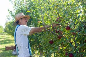 person in apple orchard, person in the garden photo