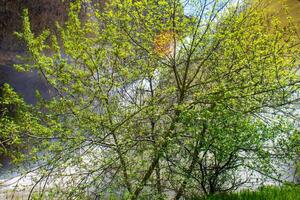 green nature in spring, spring scenery photo