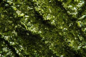 AI generated Close-Up Green Seaweed Texture with Bubbles. photo