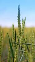 Spikelets of green wheat swaying in the wind. Ripening ears of wheat in the field at sunset. Close up. Blurred backdrop. Vertical video