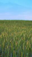 Rural terrain with the field of green wheat. Green and yellow spikelets slightly waving in the wind. Close up. Blurred backdrop. Vertical video