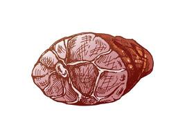 Hand-drawn colored vector sketch of sliced ham. Italian prosciutto vintage sketch. Butcher shop. Great for label, restaurant menu. Engraved image.