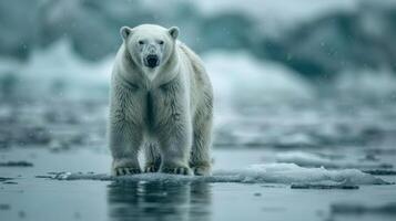 ai generado polar oso en pie en hielo cubierto playa foto