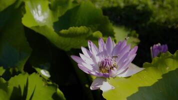 dichtbij omhoog van licht Purper lotus en bijen aan het eten nectar met lotus blad vervagen achtergrond. de lotus was omringd door zwermen van bijen. video