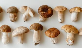 AI generated Mushrooms on a white background, top view, flat lay photo