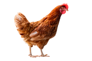 Chicken, Full body of brown chicken hen standing isolated transparent background, Laying hens farmers concept. PNG File