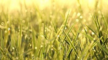 groen gras in tuin en zonneschijn met dolly video
