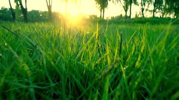 green grass in garden and sunshine with dolly video