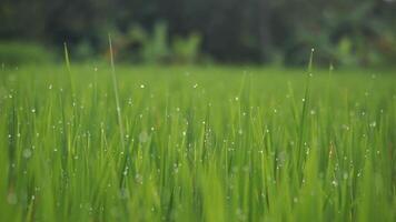 verde erba nel giardino e luce del sole con dolly video