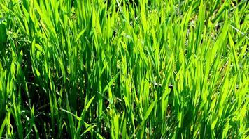 groen gras in tuin en zonneschijn met dolly video