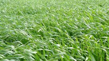 vert herbe dans jardin et ensoleillement avec chariot video