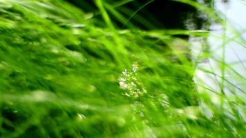 grön gräs i trädgård och solsken med dolly video
