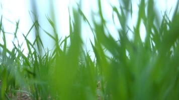 vert herbe dans jardin et ensoleillement avec chariot video