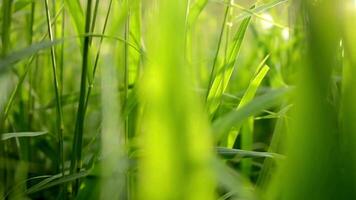 groen gras in tuin en zonneschijn met dolly video