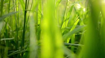 verde erba nel giardino e luce del sole con dolly video