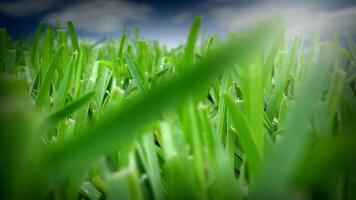 vert herbe dans jardin et ensoleillement avec chariot video