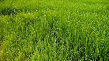 verde césped en jardín y Brillo Solar con muñequita video