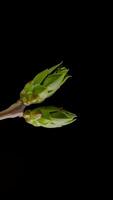 Time lapse of tree branches with opening leaves buds. Growing grapevine branch on black background, vertical footage video