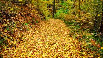 Close-up colorful nature calm autumn golden foliage video