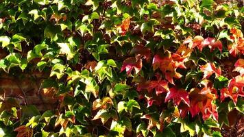 Nahansicht bunt Natur Ruhe Herbst golden Laub video