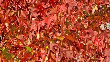 Nahansicht bunt Natur Ruhe Herbst golden Laub video