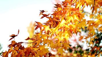 Close-up colorful nature calm autumn golden foliage video