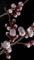 tempo periodo di il fioritura di bianca petali di un' albicocca fiore su nero sfondo. primavera tempo periodo di apertura bellissimo fiori su rami albicocca albero. macro sparo, verticale filmato. video