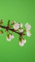 tempo periodo di il fioritura di bianca petali di un' Mela fiore su verde sfondo. primavera tempo periodo di apertura bellissimo fiori su rami Mela albero. macro sparo, verticale filmato. video