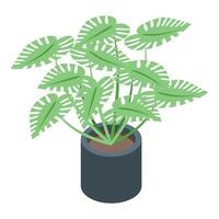 Floral pot icon isometric vector. Monstera plant vector