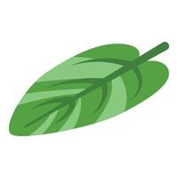 Leaf vegetation icon isometric vector. Monstera tropical vector