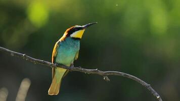 european bee eater sitting on the branch southern europe nature video