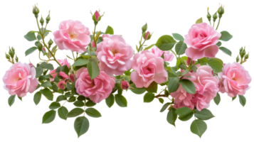 ai gegenereerd weelderig roze rozen met groen bladeren in vol bloeien Aan transparant achtergrond png