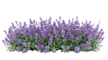 ai generado aromático púrpura lavanda arbusto en lleno floración en transparente antecedentes png